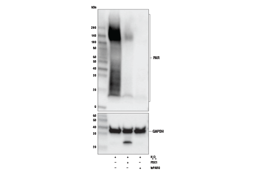 Western Blotting Image 1: Poly/Mono-ADP Ribose (E6F6A) Rabbit mAb