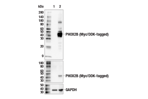 Western Blotting Image 2: PHOX2B Antibody