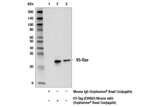 Immunoprecipitation Image 1: V5-Tag (E9H8O) Mouse mAb (Sepharose® Bead Conjugate)