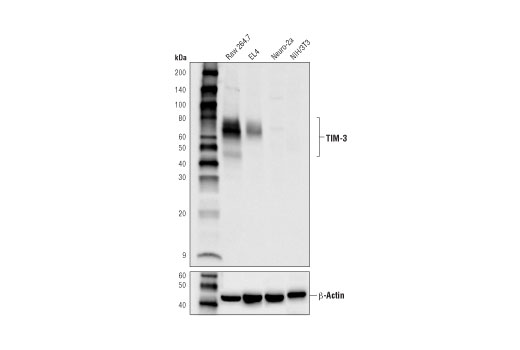 Western Blotting Image 1: TIM-3 (D3M9R) XP® Rabbit mAb (Mouse Specific)