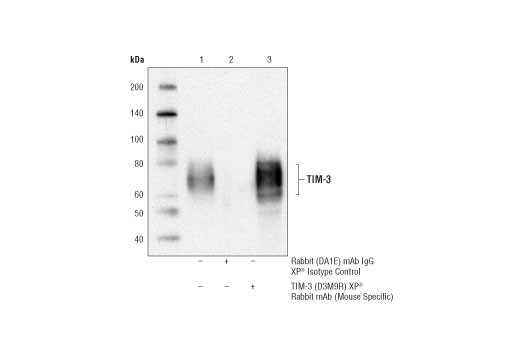 Immunoprecipitation Image 1: TIM-3 (D3M9R) XP® Rabbit mAb (Mouse Specific)