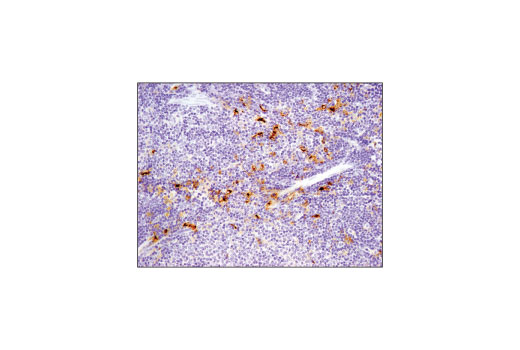Immunohistochemistry Image 3: TIM-3 (D3M9R) XP® Rabbit mAb (Mouse Specific)