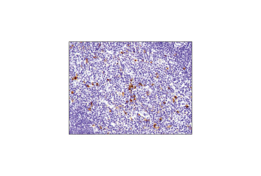 Immunohistochemistry Image 4: TIM-3 (D3M9R) XP® Rabbit mAb (Mouse Specific)