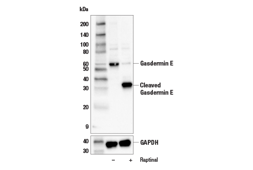 Western Blotting Image 1: Gasdermin E Antibody