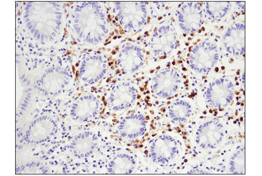 Immunohistochemistry Image 3: TNFRSF17/BCMA (E6D7B) Rabbit mAb (BSA and Azide Free)