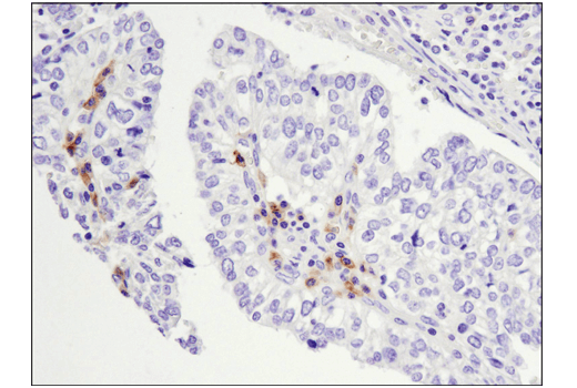 Immunohistochemistry Image 5: TNFRSF17/BCMA (E6D7B) Rabbit mAb (BSA and Azide Free)