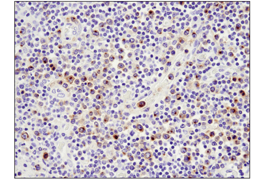 Immunohistochemistry Image 6: TNFRSF17/BCMA (E6D7B) Rabbit mAb (BSA and Azide Free)