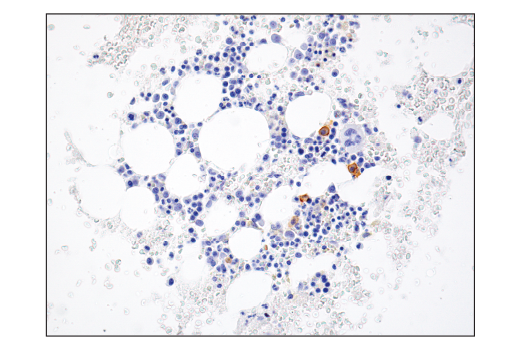 Immunohistochemistry Image 8: TNFRSF17/BCMA (E6D7B) Rabbit mAb (BSA and Azide Free)
