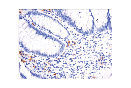 Immunohistochemistry Image 2: TNFRSF17/BCMA (E6D7B) Rabbit mAb (BSA and Azide Free)