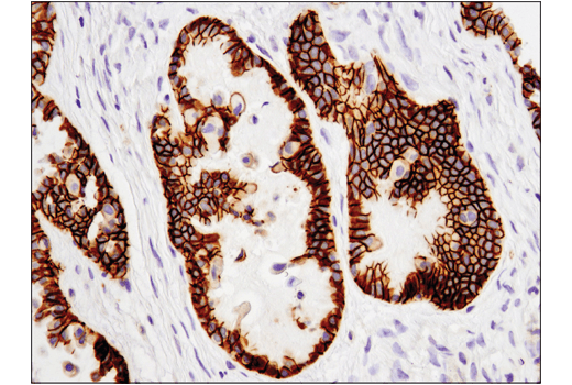 Immunohistochemistry Image 1: Cadherin-6 (D3T3I) Rabbit mAb (BSA and Azide Free)
