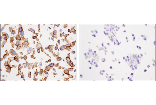 Immunohistochemistry Image 2: Cadherin-6 (D3T3I) Rabbit mAb (BSA and Azide Free)