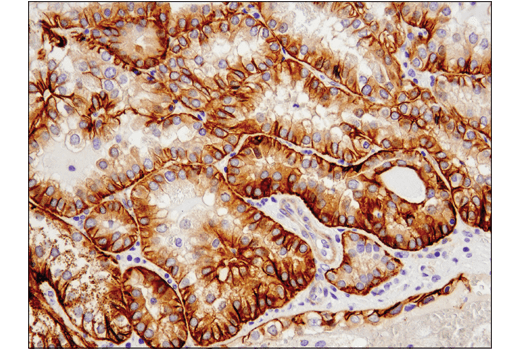 Immunohistochemistry Image 4: Cadherin-6 (D3T3I) Rabbit mAb (BSA and Azide Free)