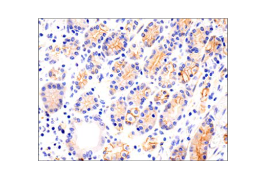 Immunohistochemistry Image 1: N-Cadherin (D4R1H) XP® Rabbit mAb (BSA and Azide Free)
