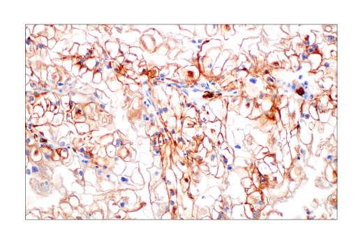 Immunohistochemistry Image 5: Glut1 (E4S6I) Rabbit mAb (BSA and Azide Free)