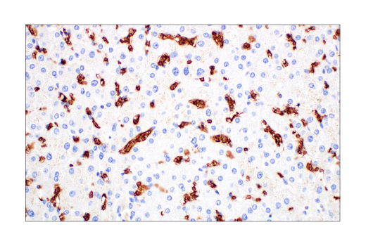 Immunohistochemistry Image 6: Glut1 (E4S6I) Rabbit mAb (BSA and Azide Free)