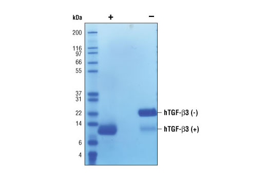  Image 2: Human Transforming Growth Factor β3 (hTGF-β3)