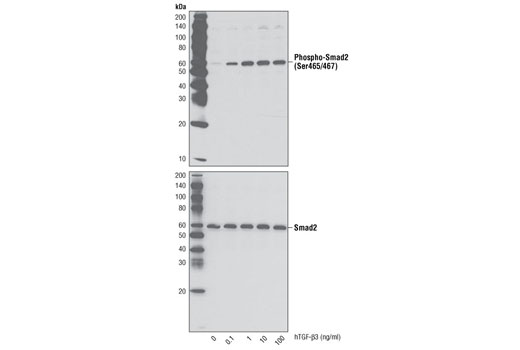  Image 3: Human Transforming Growth Factor β3 (hTGF-β3)