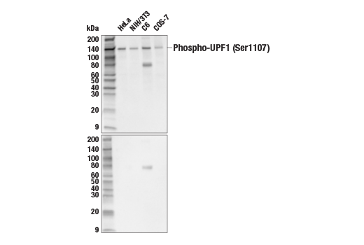 Western Blotting Image 1: Phospho-UPF1 (Ser1107) Antibody