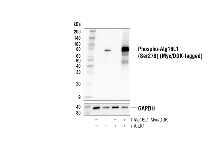 Western Blotting Image 3: Phospho-Atg16L1 (Ser278) Antibody