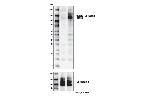 Western Blotting Image 1: Phospho-FGF Receptor 1 (Tyr766) Antibody