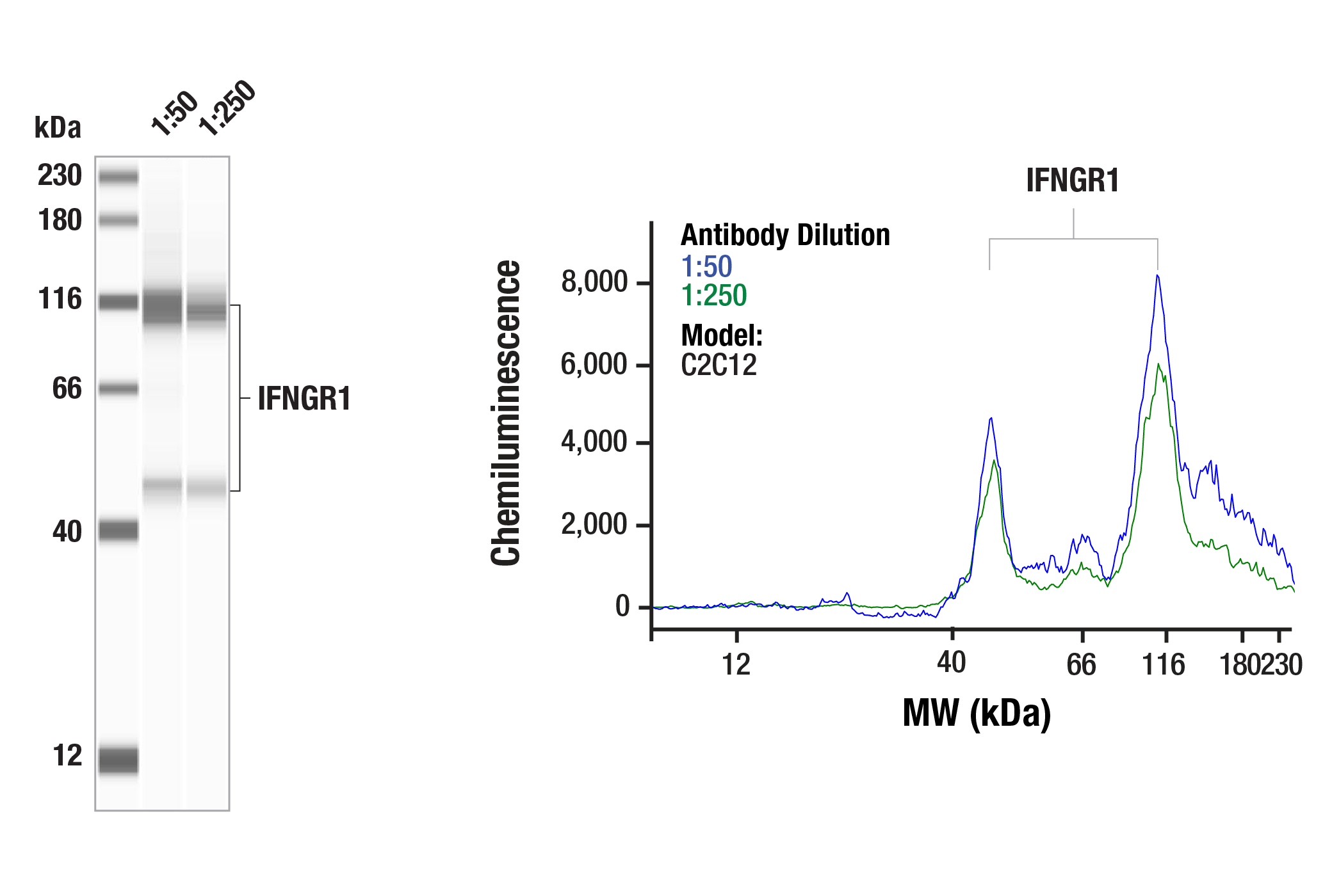 Western Blotting Image 4: IFNGR1 (E3I8B) Rabbit mAb