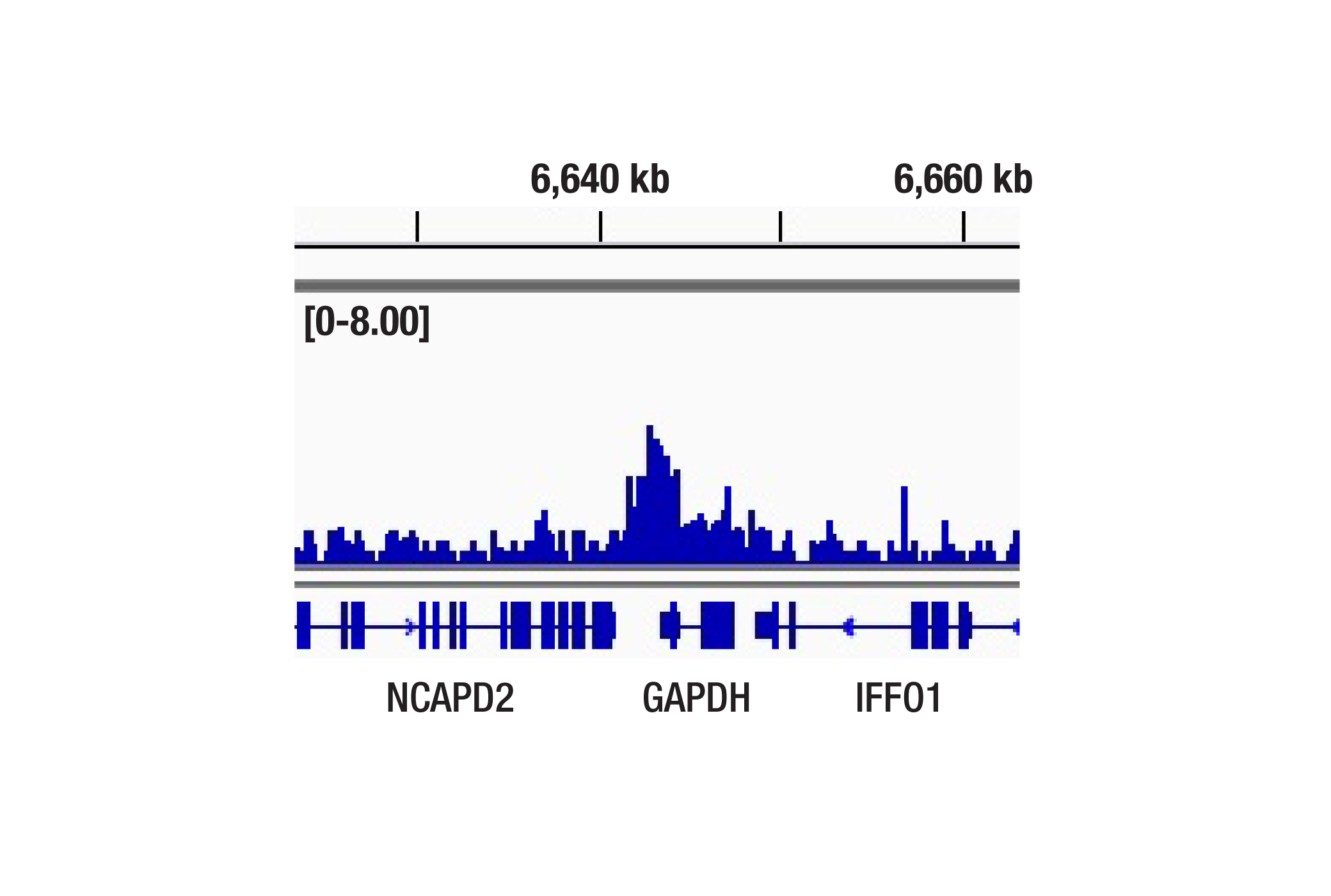 Chromatin Immunoprecipitation Image 1: SETD2 (E9H7P) Rabbit mAb