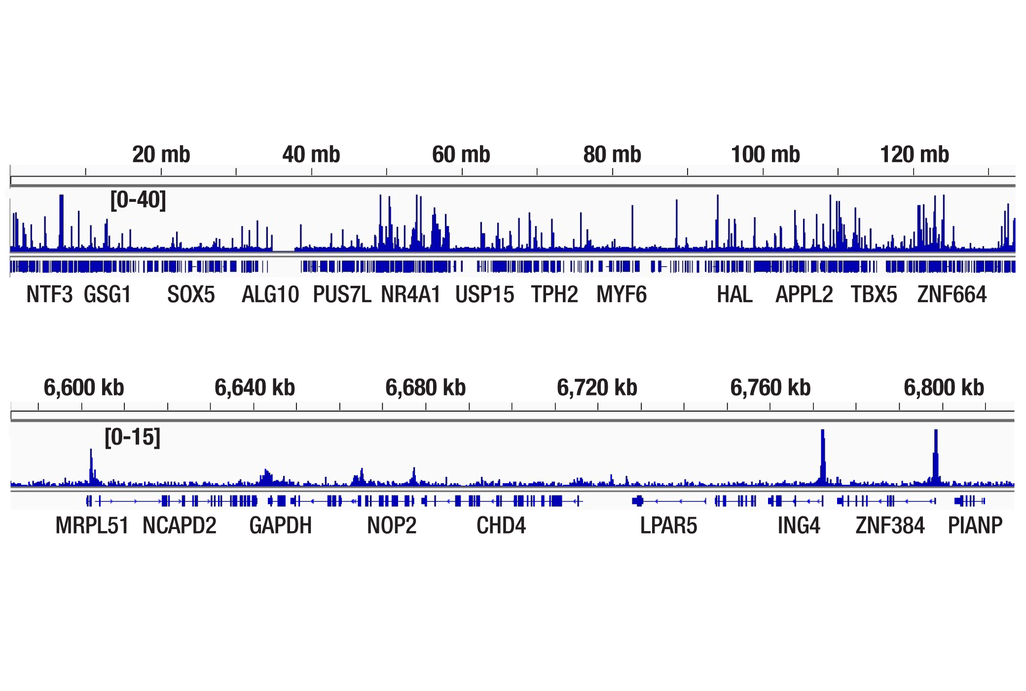 Chromatin Immunoprecipitation Image 2: SETD2 (E9H7P) Rabbit mAb