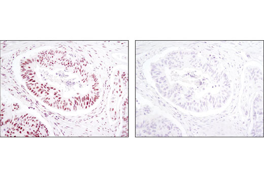Immunohistochemistry Image 2: SP1 (D4C3) Rabbit mAb (BSA and Azide Free)