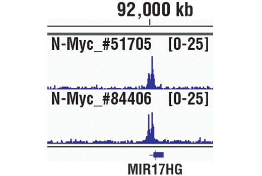 Chromatin Immunoprecipitation Image 1: N-Myc (D1V2A) Rabbit mAb