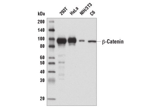 Western Blotting Image 1: β-Catenin (D10A8) XP® Rabbit mAb (BSA and Azide Free)