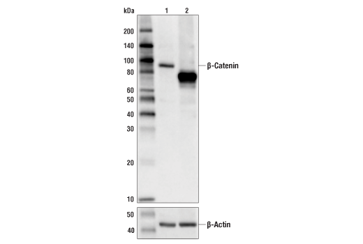 Western Blotting Image 2: β-Catenin (D10A8) XP® Rabbit mAb (BSA and Azide Free)