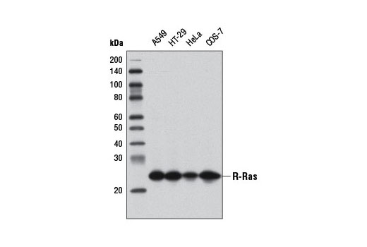 Western Blotting Image 1: R-Ras Antibody