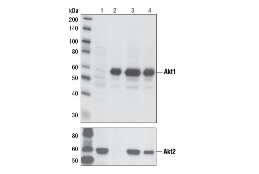 Western Blotting Image 2: Akt1 (C73H10) Rabbit mAb (BSA and Azide Free)