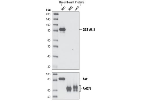 Western Blotting Image 3: Akt1 (C73H10) Rabbit mAb (BSA and Azide Free)
