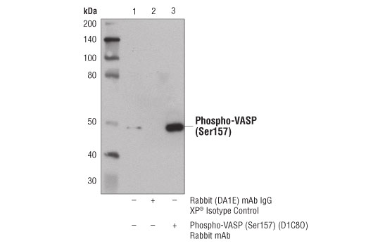 Immunoprecipitation Image 1: Phospho-VASP (Ser157) (D1C8O) Rabbit mAb