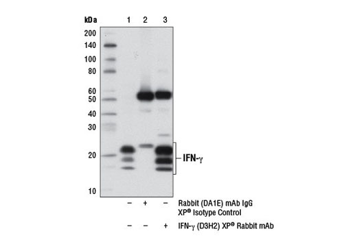 Immunoprecipitation Image 1: IFN-γ (D3H2) XP® Rabbit mAb