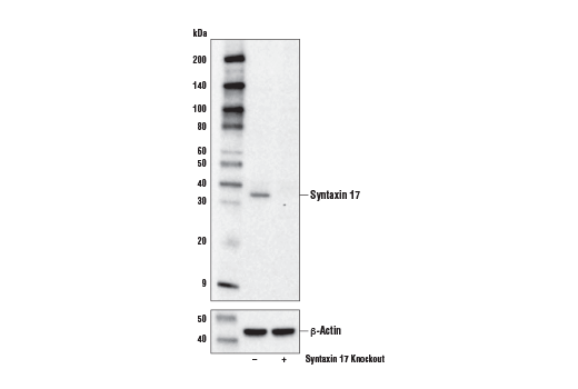 Western Blotting Image 1: Syntaxin 17 Antibody