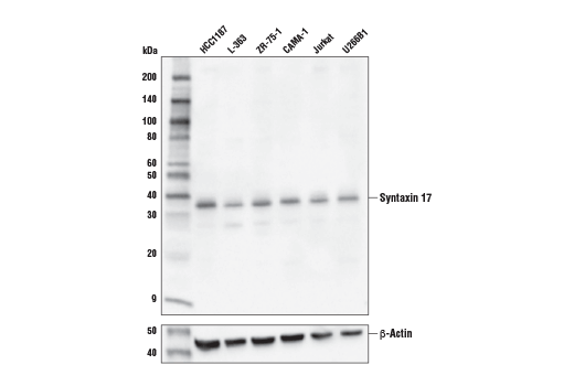 Western Blotting Image 2: Syntaxin 17 Antibody