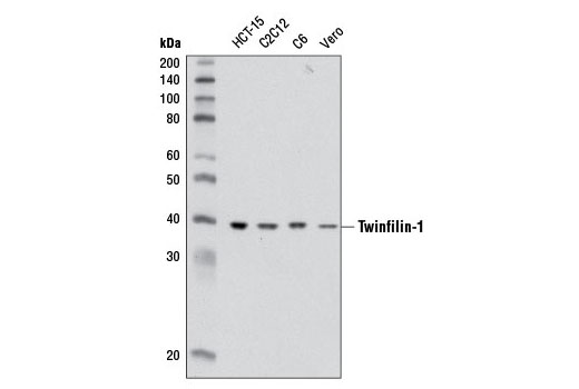 Western Blotting Image 1: Twinfilin-1 Antibody