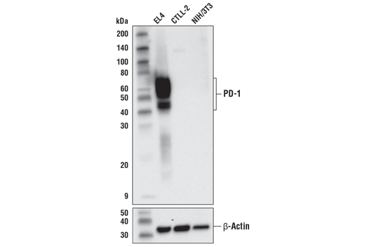 Western Blotting Image 1: PD-1 (Intracellular Domain) (D7D5W) XP® Rabbit mAb