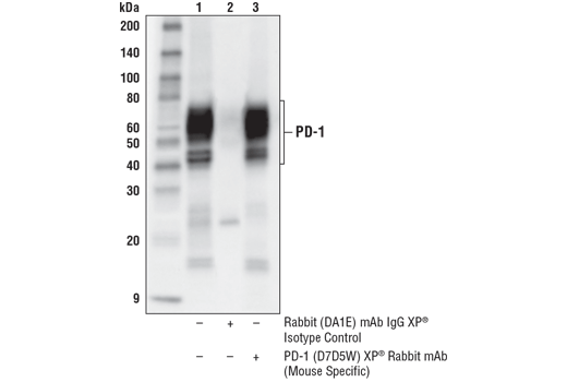 Immunoprecipitation Image 1: PD-1 (Intracellular Domain) (D7D5W) XP® Rabbit mAb