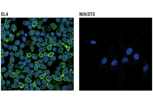 Immunofluorescence Image 2: PD-1 (Intracellular Domain) (D7D5W) XP® Rabbit mAb