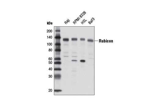  Image 6: LAPosome Antibody Sampler Kit
