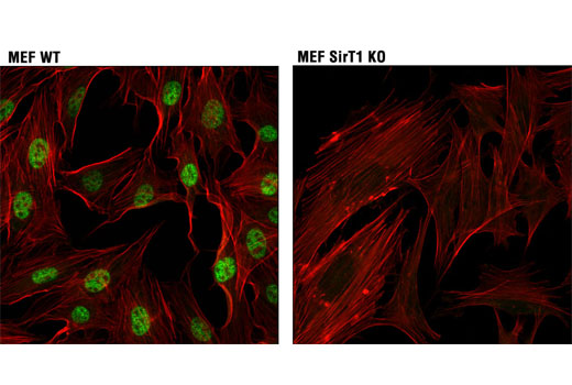 Immunofluorescence Image 1: SirT1 (1F3) Mouse mAb