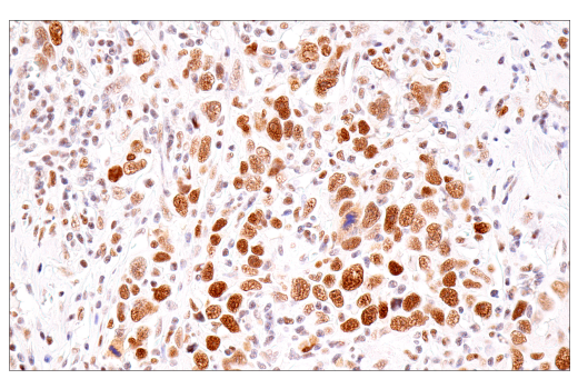 Immunohistochemistry Image 5: SirT1 (1F3) Mouse mAb