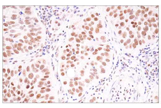 Immunohistochemistry Image 6: SirT1 (1F3) Mouse mAb
