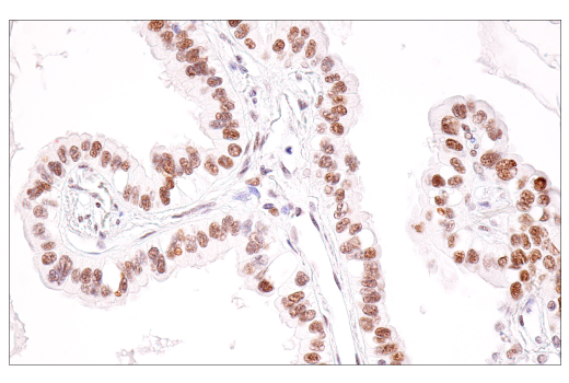 Immunohistochemistry Image 7: SirT1 (1F3) Mouse mAb