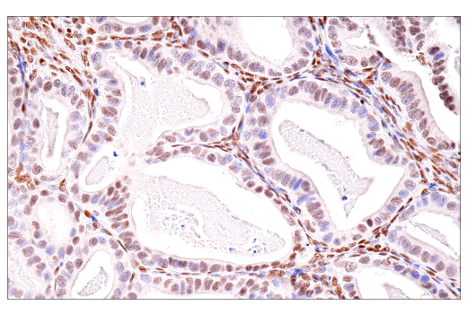 Immunohistochemistry Image 8: SirT1 (1F3) Mouse mAb