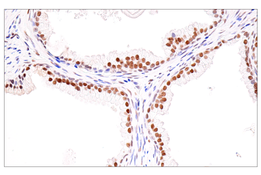 Immunohistochemistry Image 9: SirT1 (1F3) Mouse mAb