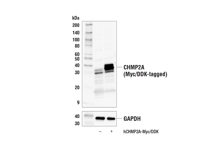 Western Blotting Image 1: CHMP2A Antibody